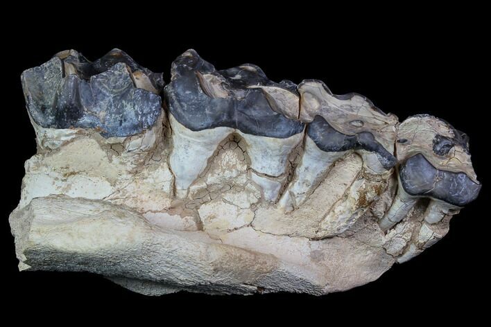 Titanothere (Megacerops) Upper Jaw - South Dakota #92715